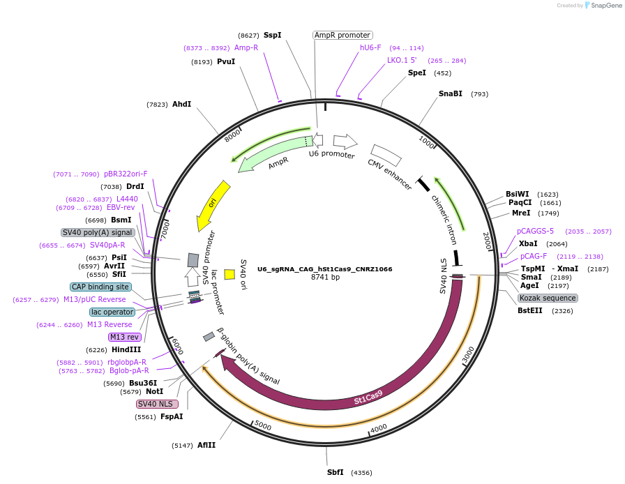 136651-plasmid-map-sequence-id-273320