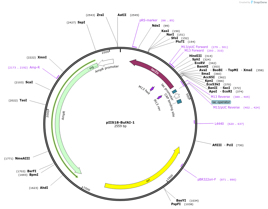 128650-plasmid-map-sequence-id-273330