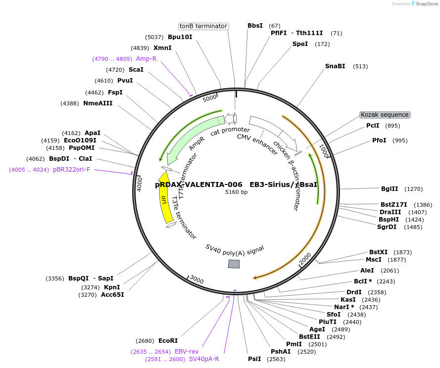 130187-plasmid-map-sequence-id-273332
