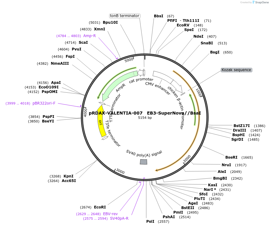 130188-plasmid-map-sequence-id-273333