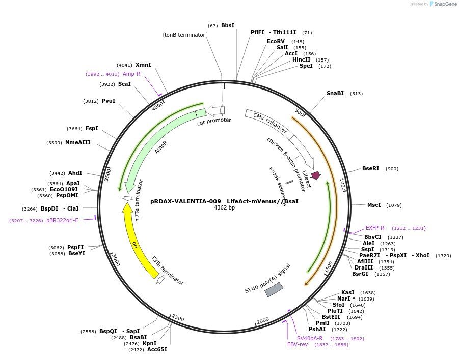 130190-plasmid-map-sequence-id-273337