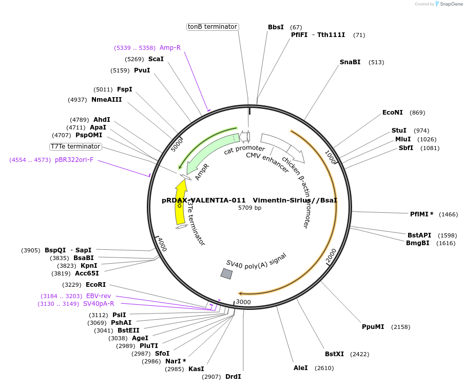 130192-plasmid-map-sequence-id-273339