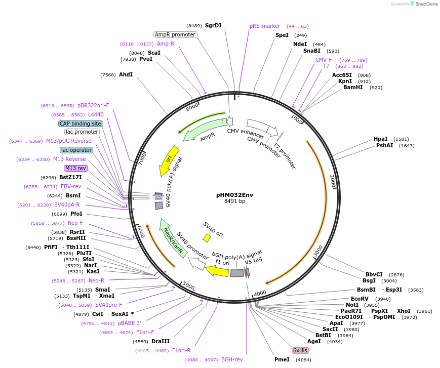 137683-plasmid-map-sequence-id-273349