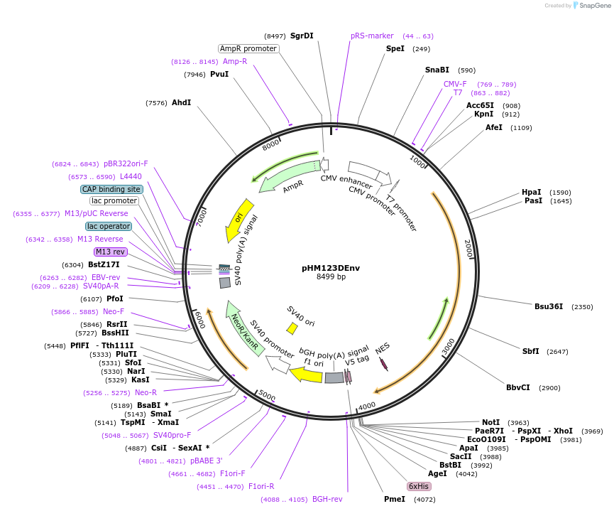 137668-plasmid-map-sequence-id-273365