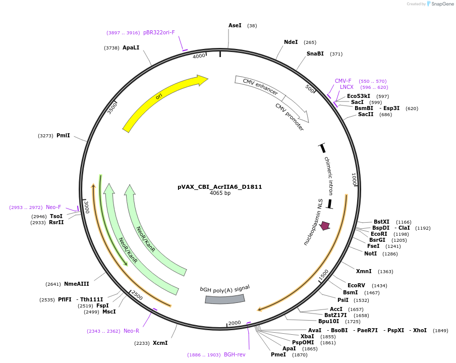 136667-plasmid-map-sequence-id-273380