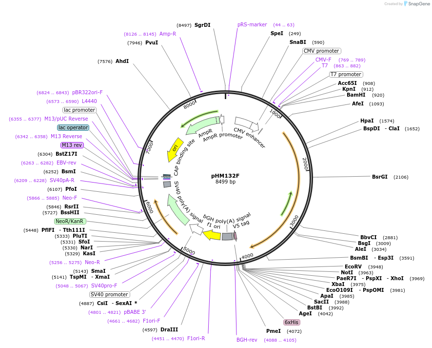 137679-plasmid-map-sequence-id-273392