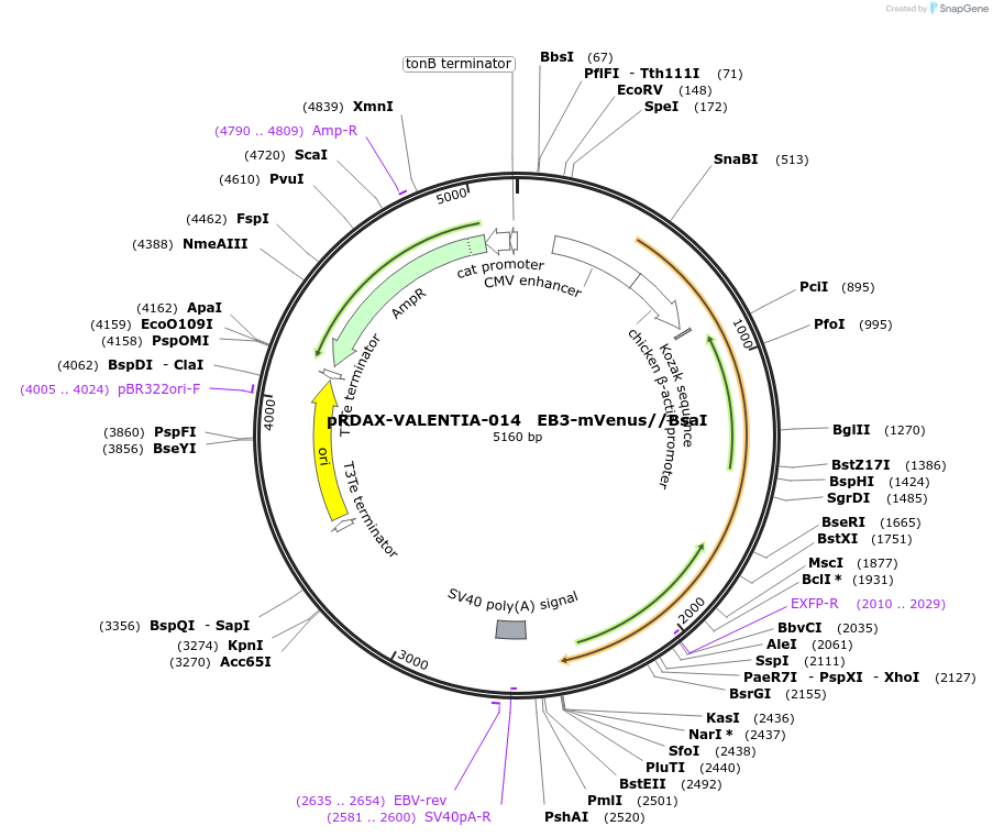 130195-plasmid-map-sequence-id-273425