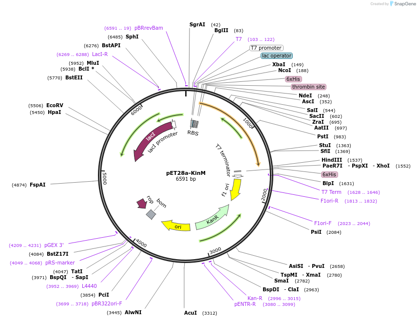 139594-plasmid-map-sequence-id-273447