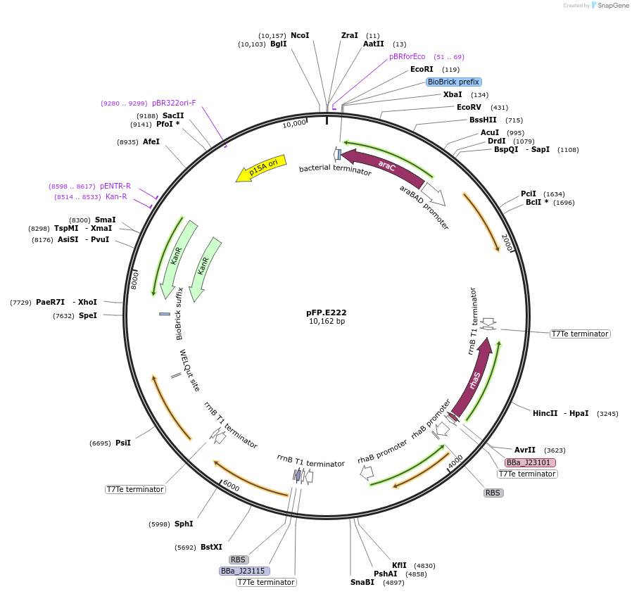 138248-plasmid-map-sequence-id-273451