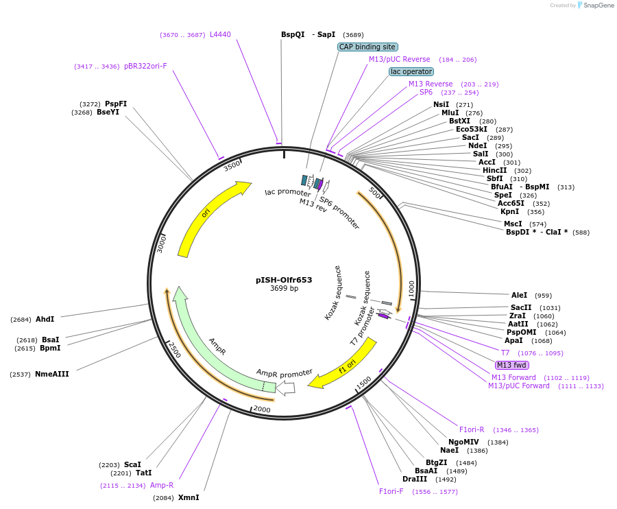 136751-plasmid-map-sequence-id-273453