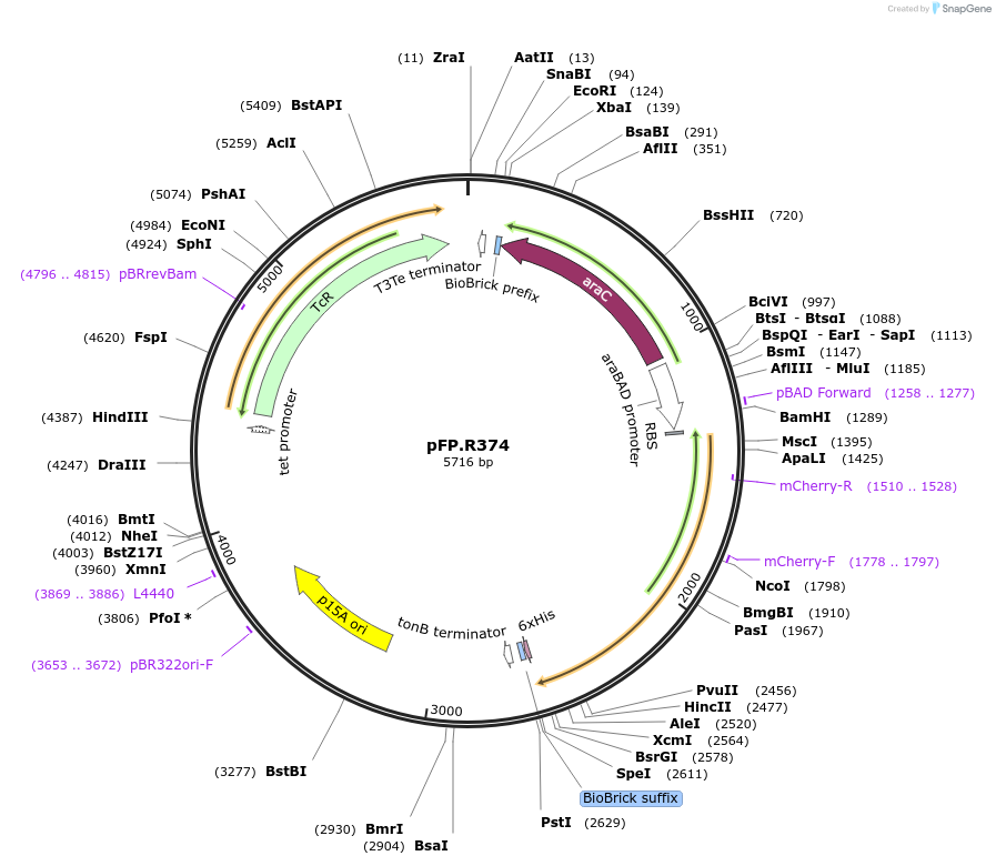 138244-plasmid-map-sequence-id-273478
