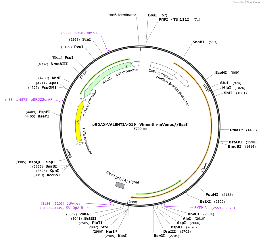 130200-plasmid-map-sequence-id-273482