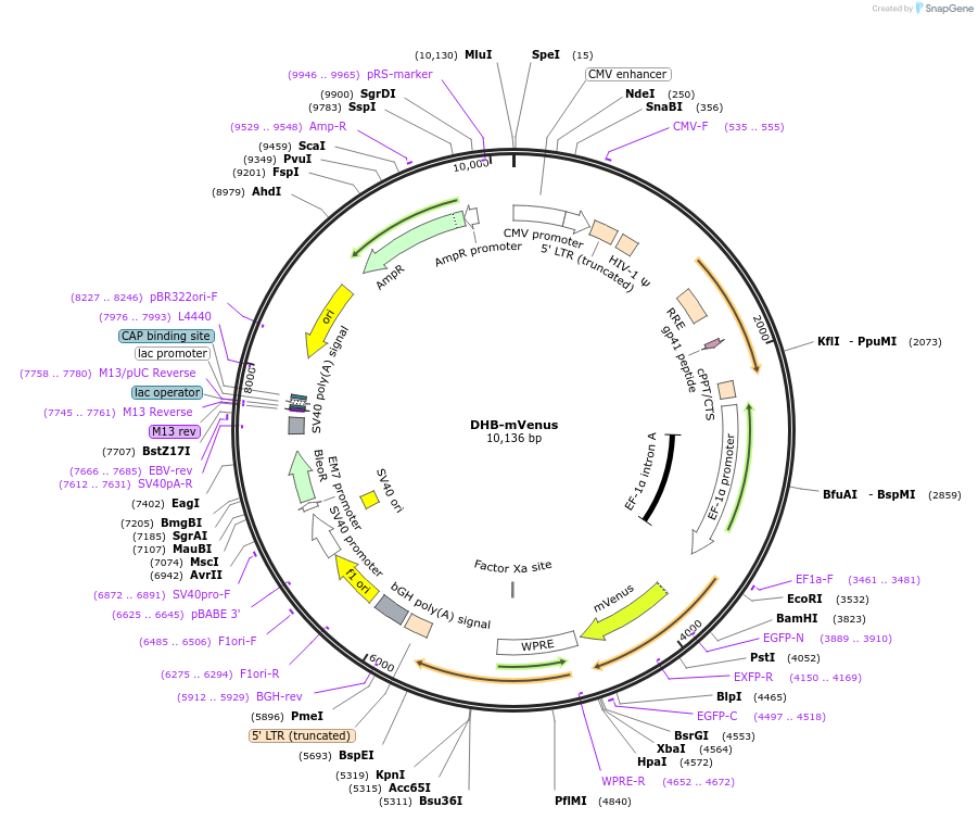 136461-plasmid-map-sequence-id-273494