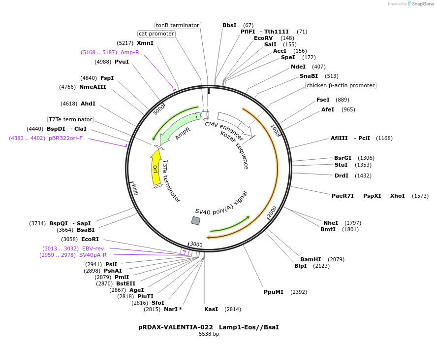 130203-plasmid-map-sequence-id-273502