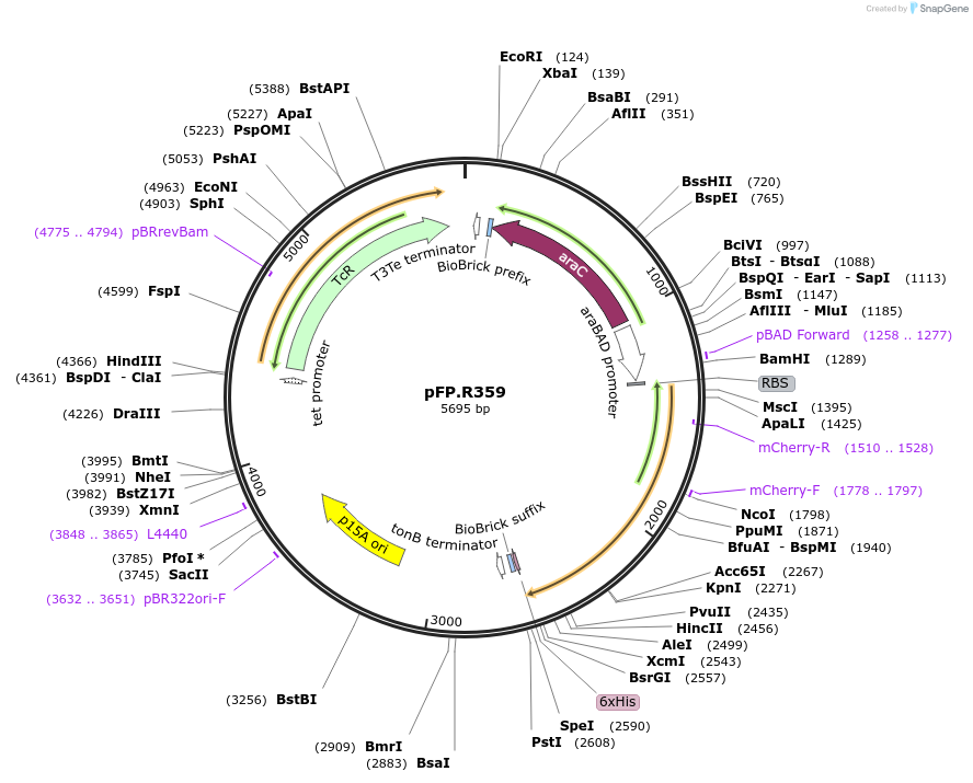 138229-plasmid-map-sequence-id-273505