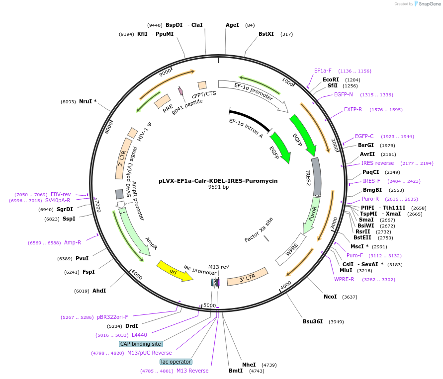 134664-plasmid-map-sequence-id-273518