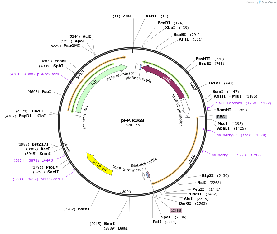 138238-plasmid-map-sequence-id-273519