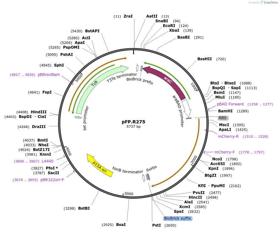 138224-plasmid-map-sequence-id-273527