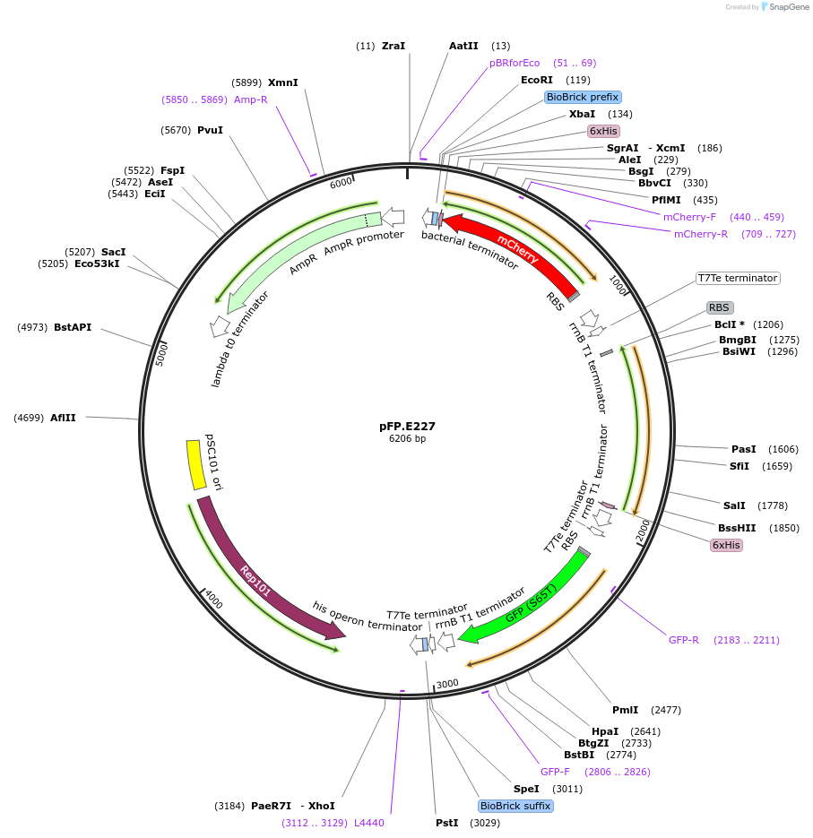 138249-plasmid-map-sequence-id-273529
