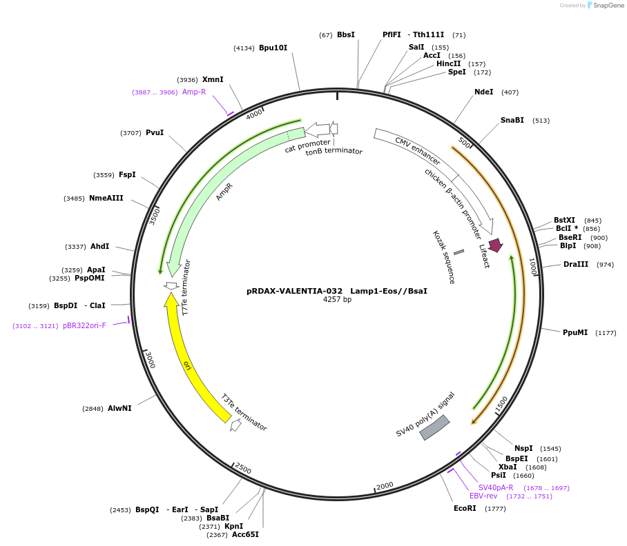 130213-plasmid-map-sequence-id-273530