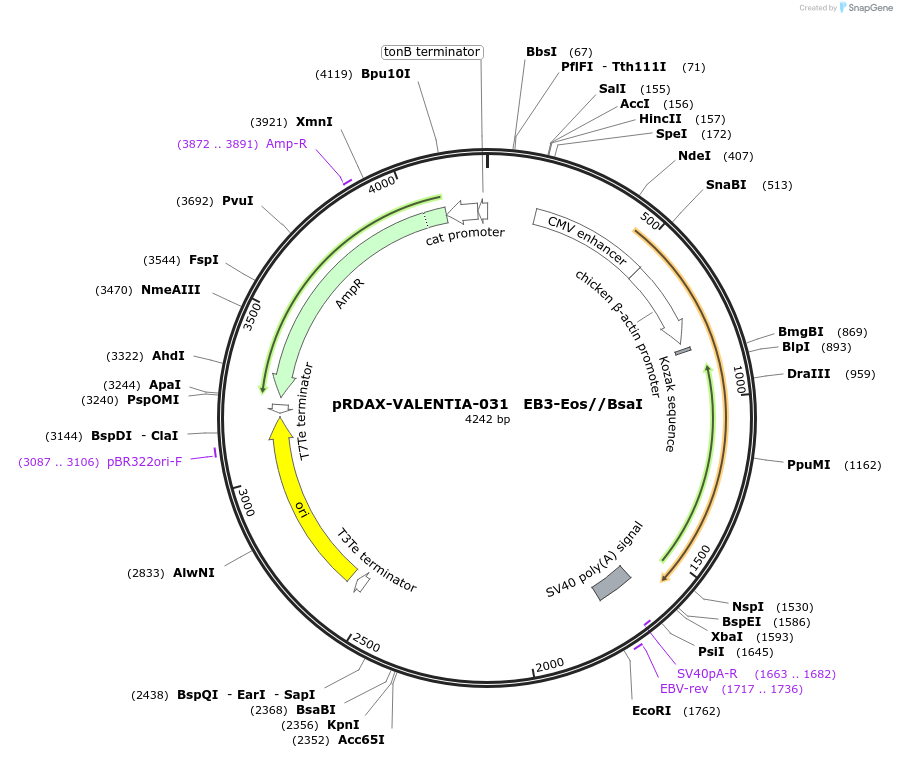 130212-plasmid-map-sequence-id-273531