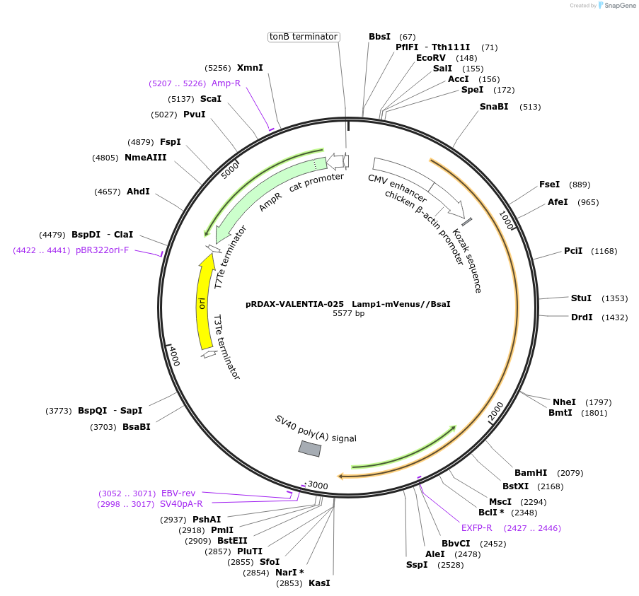 130206-plasmid-map-sequence-id-273533