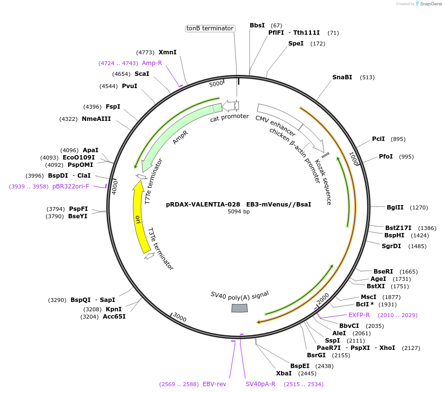 130209-plasmid-map-sequence-id-273537