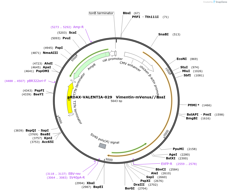 130210-plasmid-map-sequence-id-273539