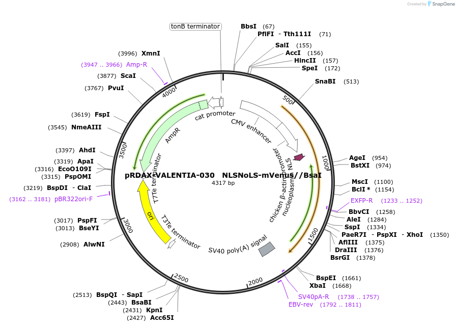 130211-plasmid-map-sequence-id-273540