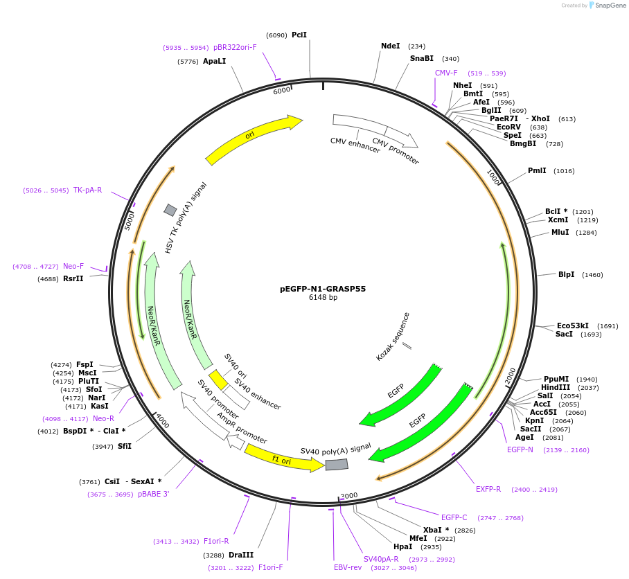 137708-plasmid-map-sequence-id-273547
