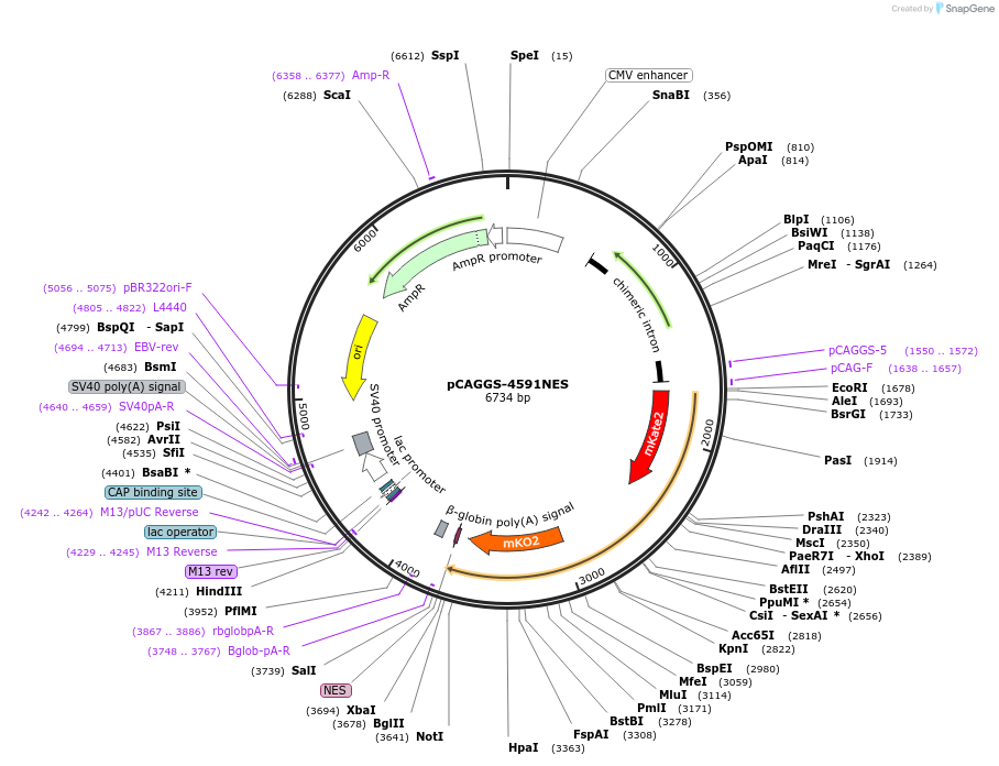 138377-plasmid-map-sequence-id-273573