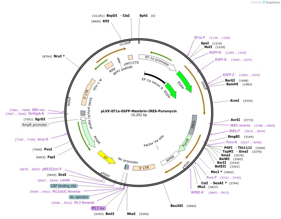 134865-plasmid-map-sequence-id-273578