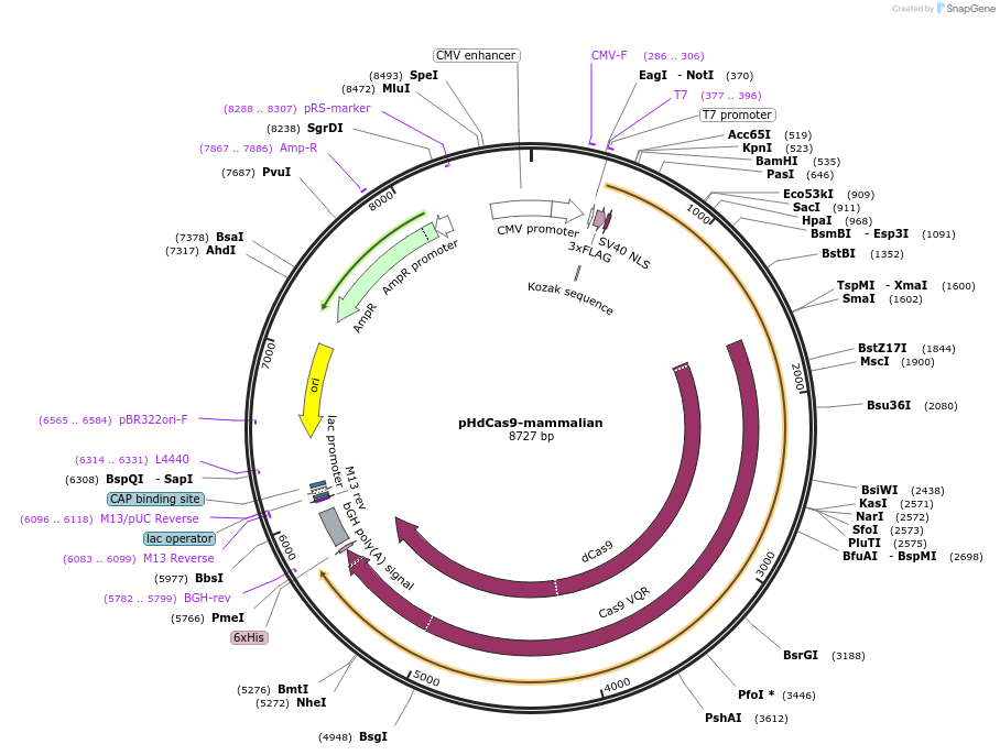 138415-plasmid-map-sequence-id-273580