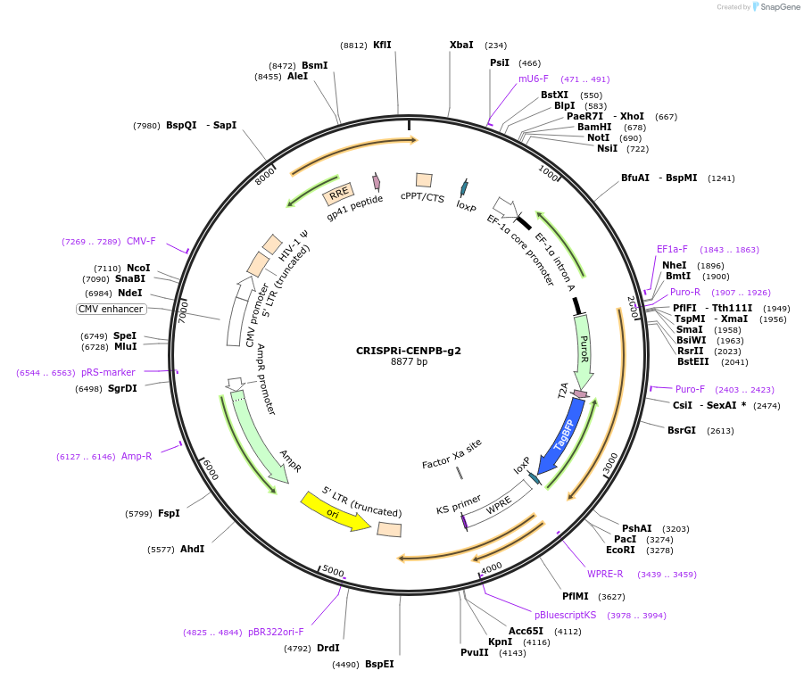 120210-plasmid-map-sequence-id-273583