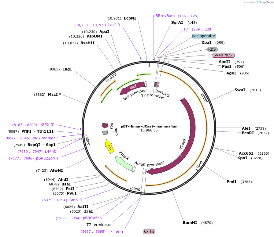 138414-plasmid-map-sequence-id-273584