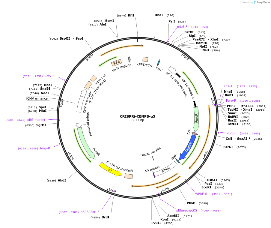 120211-plasmid-map-sequence-id-273585