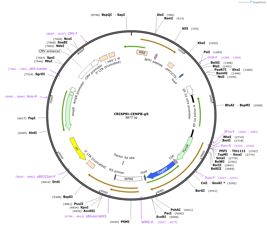 120213-plasmid-map-sequence-id-273588