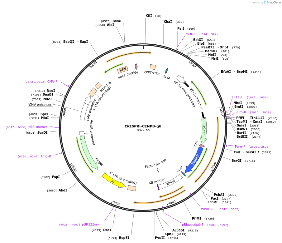 120214-plasmid-map-sequence-id-273592