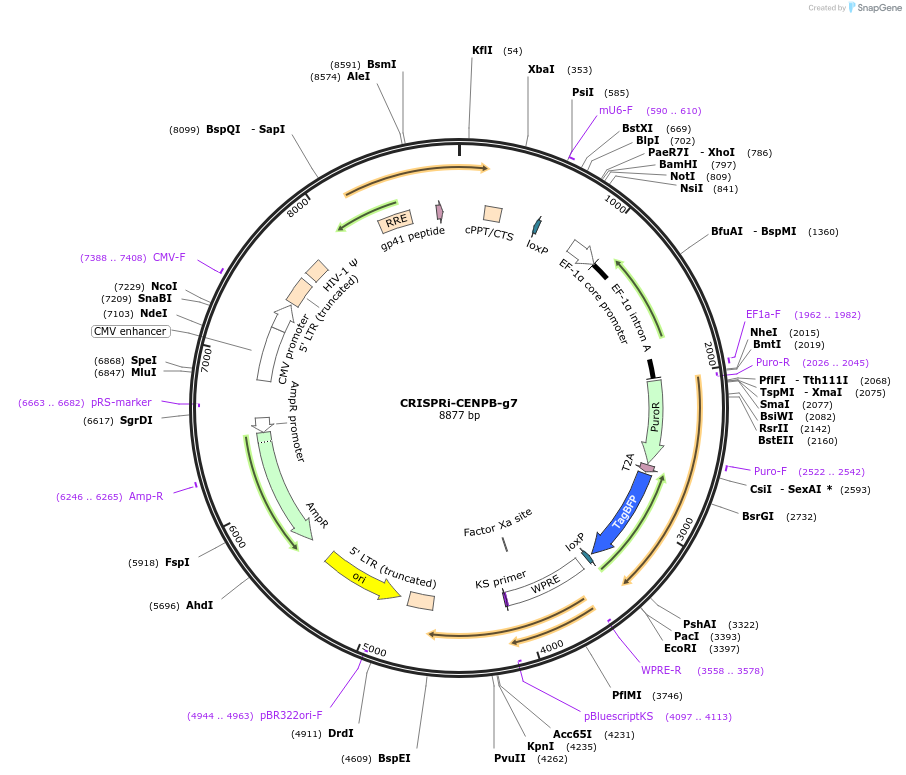 120215-plasmid-map-sequence-id-273593