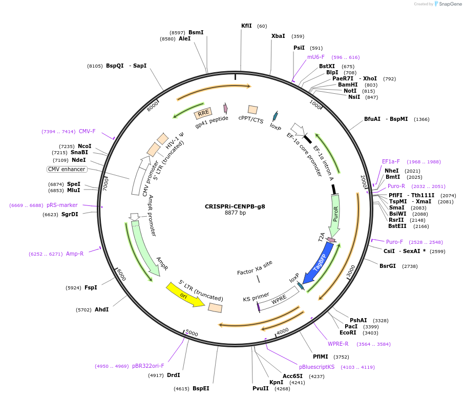 120216-plasmid-map-sequence-id-273601