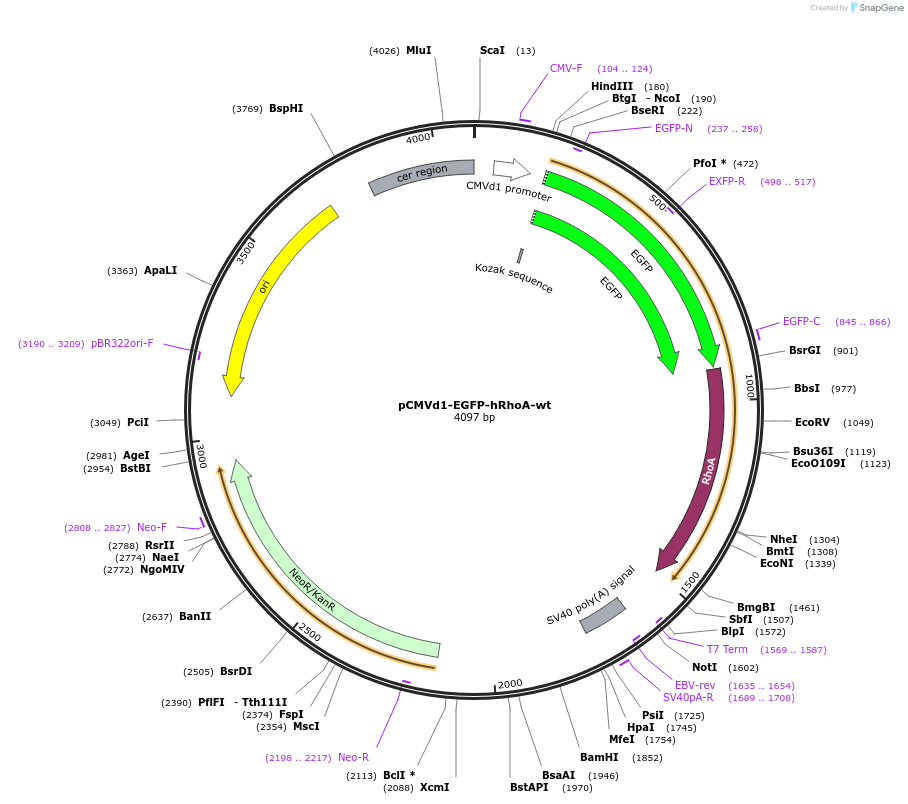 133926-plasmid-map-sequence-id-273649
