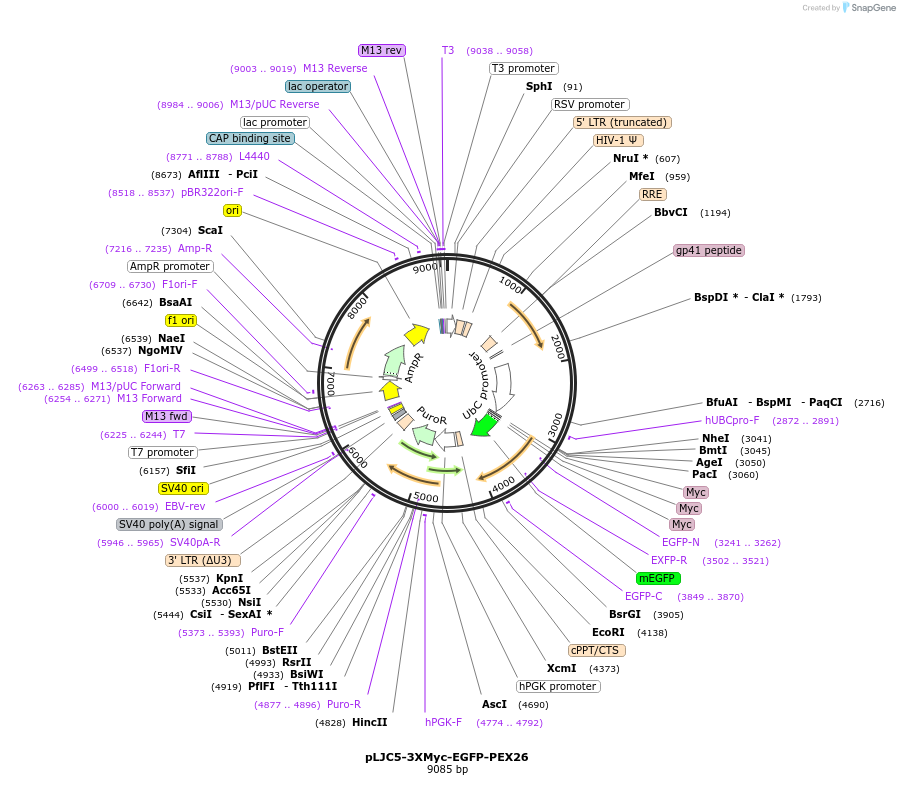 139059-plasmid-map-sequence-id-273656