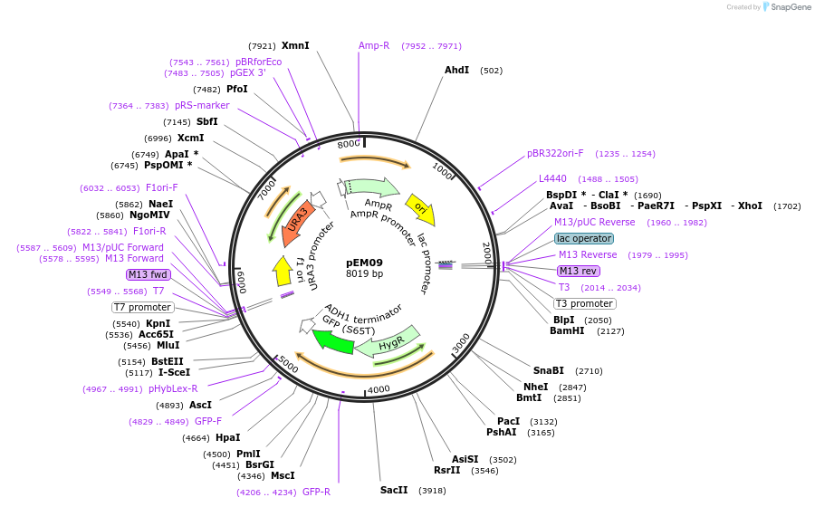 135479-plasmid-map-sequence-id-273673
