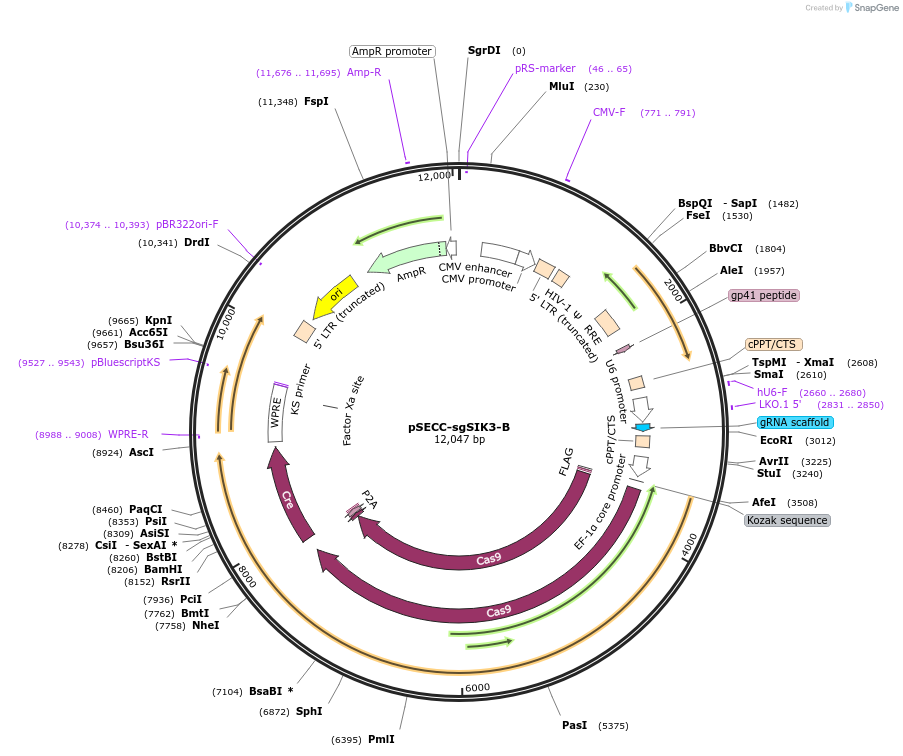 138673-plasmid-map-sequence-id-273692