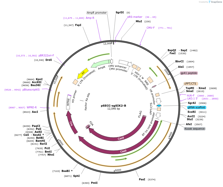 138671-plasmid-map-sequence-id-273695