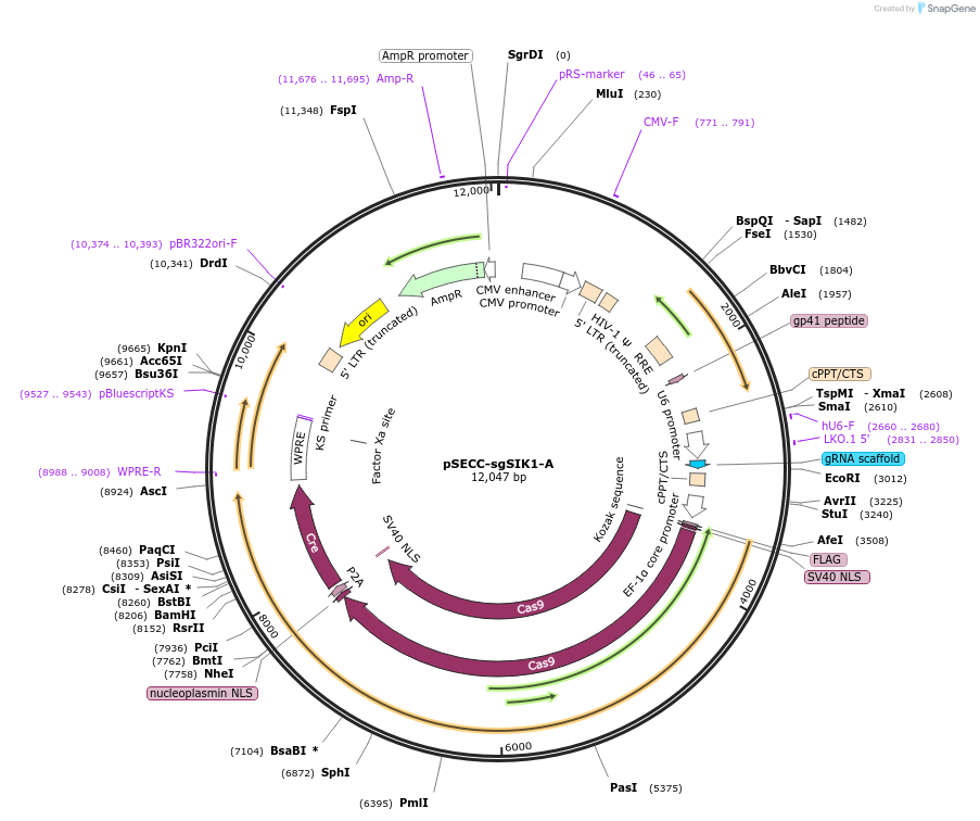 138665-plasmid-map-sequence-id-273697