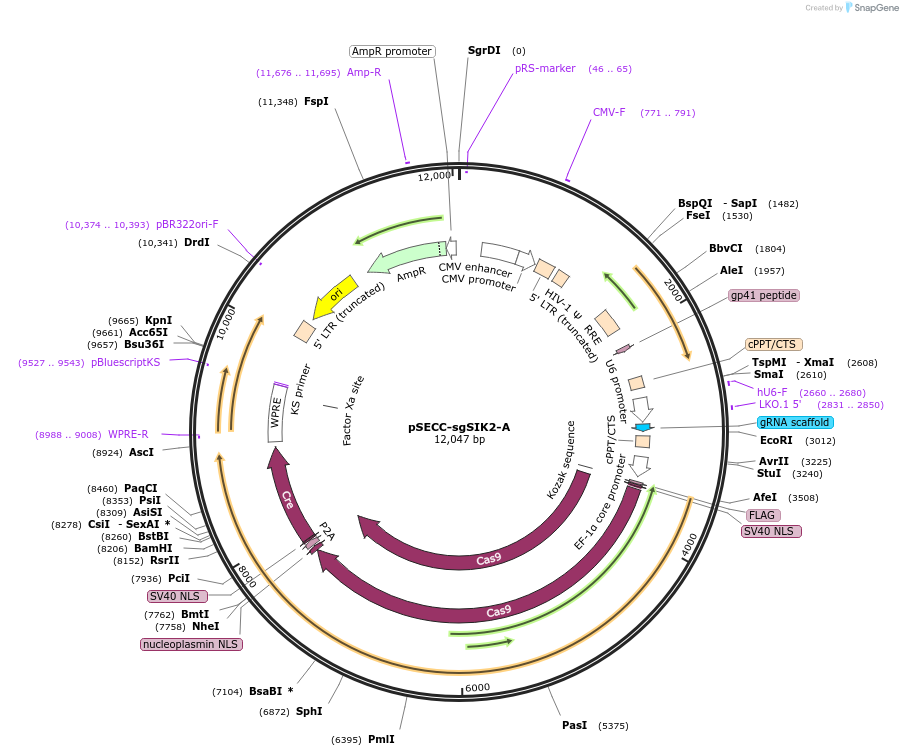 138670-plasmid-map-sequence-id-273700