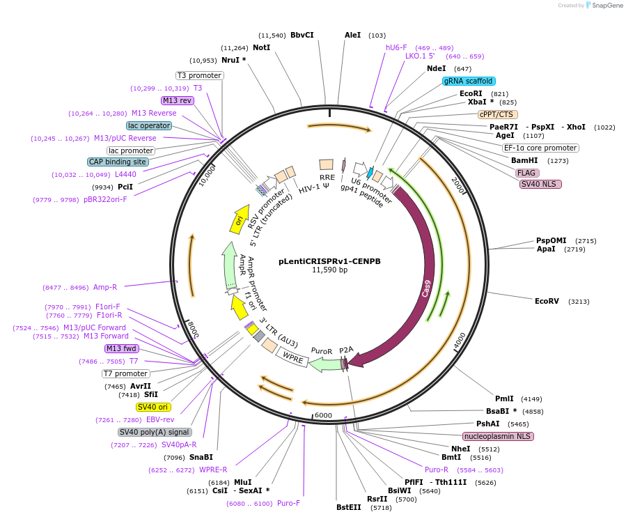 120208-plasmid-map-sequence-id-273730