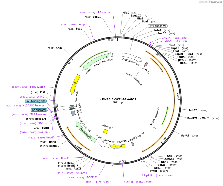 136687-plasmid-map-sequence-id-273732