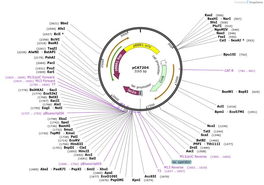 134881-plasmid-map-sequence-id-273743